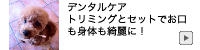 加古川のトリミングサロン「ちゃくる」はデンタルケアをおすすめしております。トリミングと一緒にしてお口も身体も綺麗に！