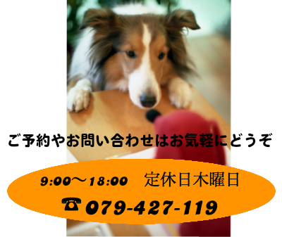 加古川のトリミングサロン「ちゃくる」の電話番号の画像です。トリミング・トレーニングのご予約・お問い合わせはこちらにどうぞ。℡079-427-1194