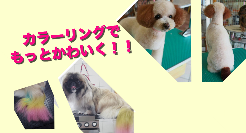 加古川のトリミングサロン　「チャクル」　犬　トリミングオプション　カラーリング