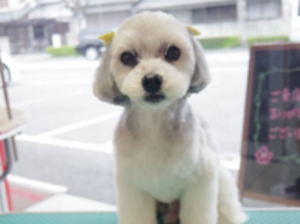 加古川市のトリミングサロン「チャクル」ミックス　バリカンカット