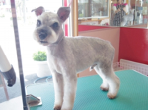 加古川市のトリミングサロン「チャクル」シュナウザー　すっきりバリカンカット