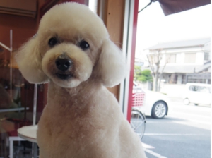 加古川市のトリミングサロン「ちゃくる」　トイプードル　ムスタッシュ風カット